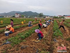 （乡村行·看振兴）广东柳城镇：马铃薯喜迎丰收 改写“北薯南调”史